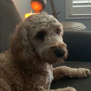 Meet your Posher, Adam